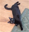 adoptable Cat in ocala, FL named Galaxy