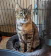 adoptable Cat in Ocala, FL named Raya