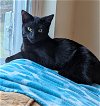 adoptable Cat in ocala, FL named Ariel