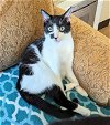 adoptable Cat in ocala, FL named Dustine