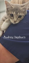 Audrey