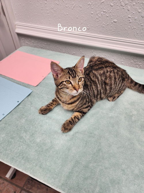Bronco