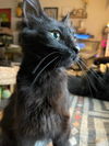 Binx
