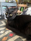 Binx