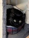 Binx