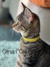 Citrus