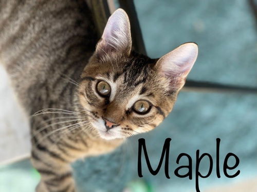 Maple