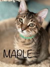Maple