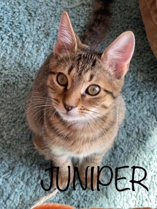 Juniper