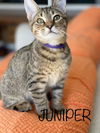 Juniper