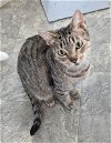 adoptable Cat in ocala, FL named Pearl