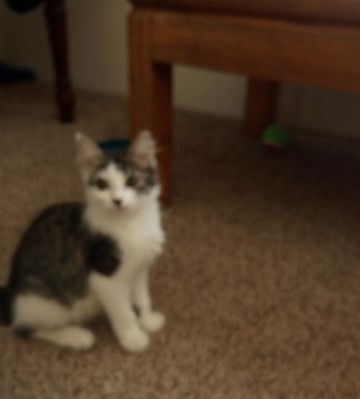 Spatula