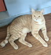 Colby