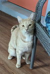 Colby