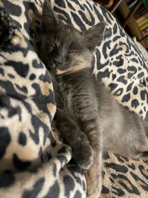 Pixel