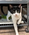 adoptable Cat in ocala, FL named Charlie Chaplin