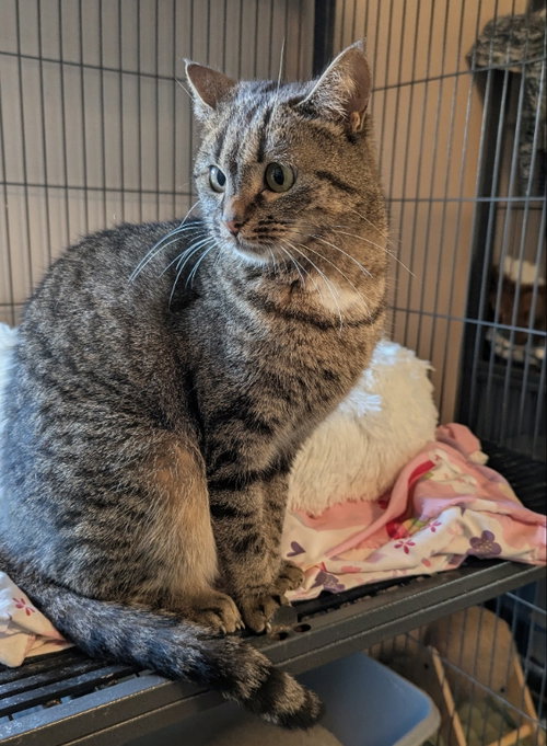 Pinkie, Adult Tabby / Domestic Short Hair / Mixed (short coat), cat for adoption in Ocala, Florida