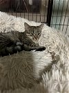 adoptable Cat in ocala, FL named Pinkie