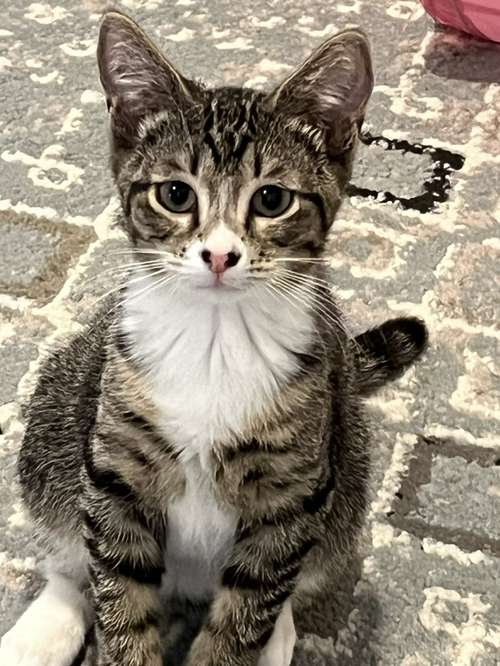 Potsie