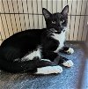 adoptable Cat in lady lake, FL named Nigel