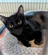 adoptable Cat in ocala, FL named Sissy