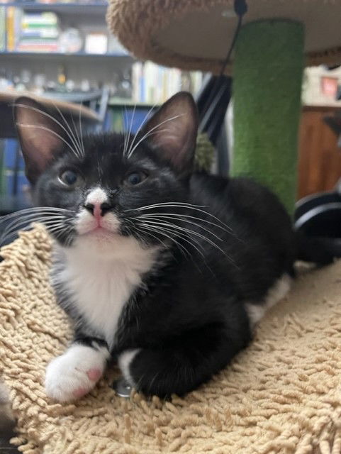 Paxton