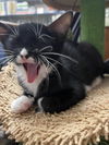 Paxton