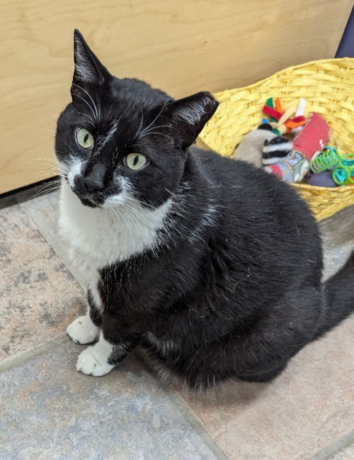Mr. Whiskers