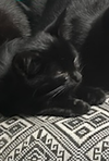 Lazlo