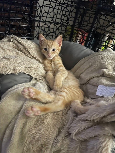 Cosmo