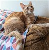 adoptable Cat in ocala, FL named Newton