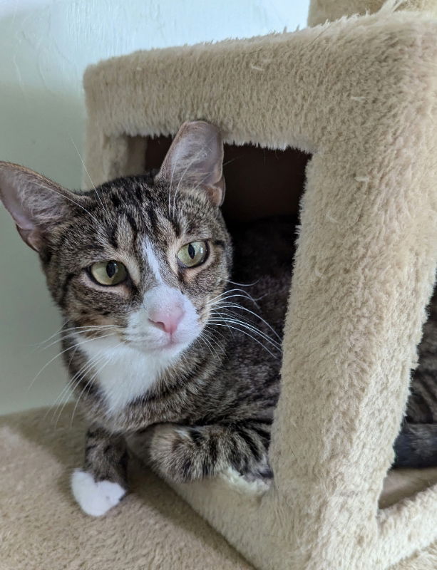 adoptable Cat in Ocala, FL named Amelia