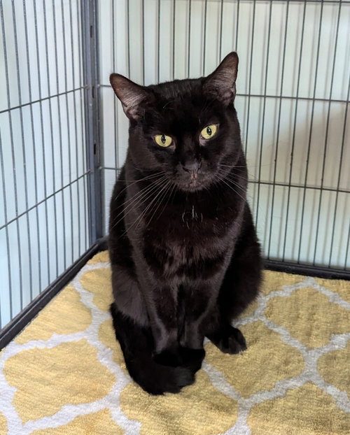 Wuzzy, an adoptable Domestic Short Hair in Ocala, FL