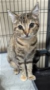 adoptable Cat in lady lake, FL named Punkin