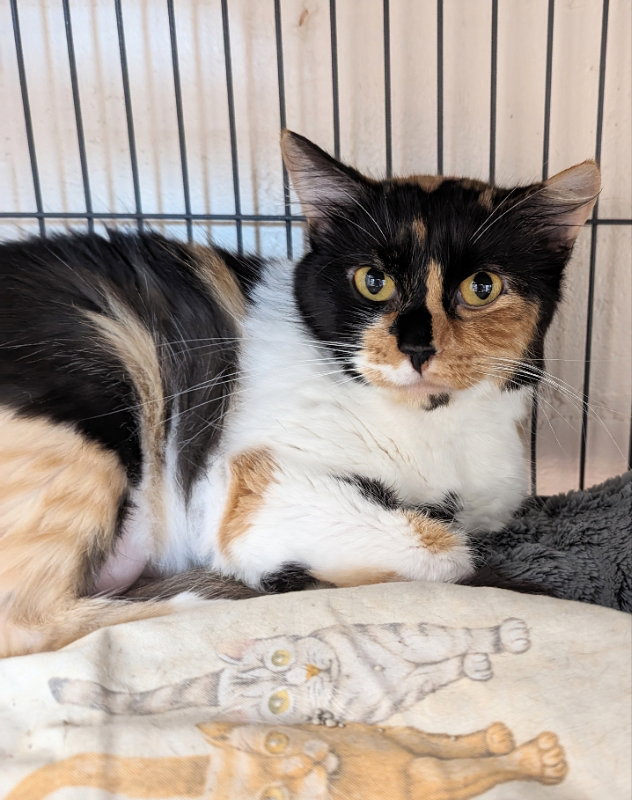 Cat adoption in Ocala, FL 34482 Calico / Mixed (short coat) Cat "Coral"
