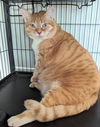 Ginger