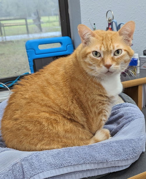 Ginger