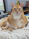 Ginger
