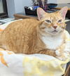 Ginger