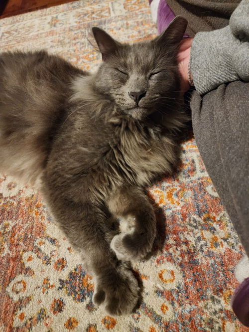 Gray Boy