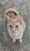 adoptable Cat in  named Oliver