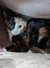 Tootsie