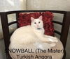 Snowball