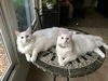 Snowball