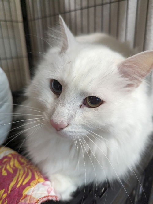 Snowball