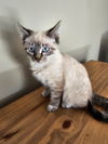 Cleo
