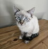 Cleo