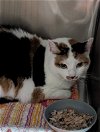 adoptable Cat in ocala, FL named Chloe