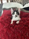 adoptable Cat in ocala, FL named Mark Anthony