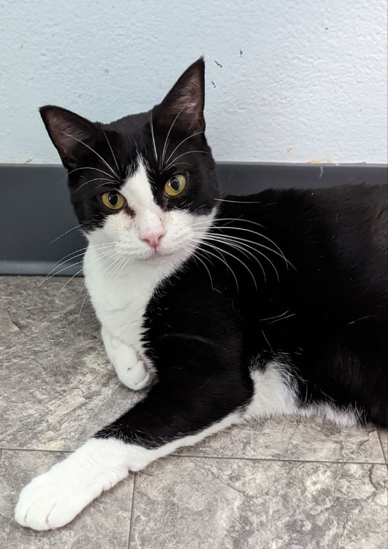 adoptable Cat in Ocala, FL named Peppermint